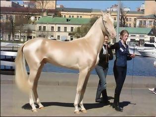 Φωτογραφία για Αυτό το άλογο μοιάζει να το έχουν βυθίσει σε χρυσάφι και είναι γνωστό ως «το ωραιότερο άλογο στον κόσμο»