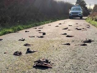 Φωτογραφία για Μυστήριο με εκατοντάδες νεκρά ψαρόνια σε χωριό της Ουαλίας