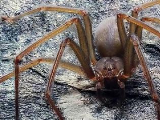 Φωτογραφία για Εντοπίστηκε νέο είδος αράχνης με τοξικό δηλητήριο που της αρέσει να κρύβεται σε ρούχα και σε έπιπλα