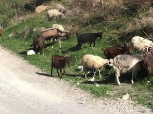 Φωτογραφία για Βοήθεια από την Κρήτη ζητά η Κάρπαθος για να μαντρώσει ανεπιτήρητα αιγοπρόβατα