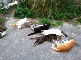 Φωτογραφία για Επίθεση σε γάτες στην Νέα Αγορά