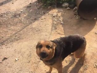 Φωτογραφία για Συνελήφθη 57χρονος στη Ναύπακτο που είχε διαρκώς αλυσοδεμένα τα δύο σκυλιά του
