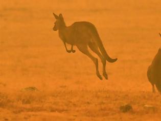 Φωτογραφία για Αυστραλία: Ανυπολόγιστη οικολογική καταστροφή από τις πυρκαγιές - Σκοτώνουν τα ζώα τους για να μην υποφέρουν!