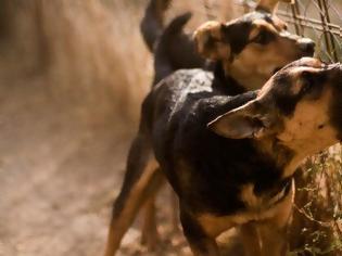 Φωτογραφία για Τρόμος στις Σέρρες: Σκύλος επιτέθηκε σε 11χρονο -Περαστικοί ελευθέρωσαν το πόδι του από τα δόντια του