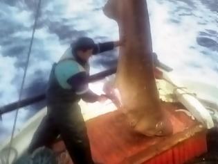 Φωτογραφία για Στα δίχτυα των ψαράδων ένα “θηρίο” 400 κιλών! Το ύψος του ξεπερνούσε τα 5 μέτρα [pics]