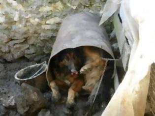 Φωτογραφία για Έξι χρόνια χωρίς αναστολή σε παράνομο εκτροφέα ζώων - Τα σκυλιά ζούσαν σε άθλιες συνθήκες
