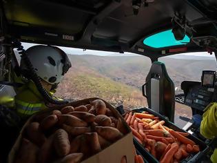 Φωτογραφία για Αυστραλία: Ελικόπτερα πετούν τροφή σε καγκουρό που λιμοκτονούν