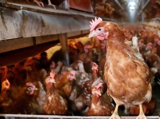 Φωτογραφία για Τουρκία: Πανικός για τη δημόσια υγεία - Θανατώθηκαν 100.000 επικίνδυνα κοτόπουλα