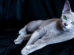 Φωτογραφία για Ρωσική Μπλε: Η αριστοκρατική γάτα με τη βελούδινη γούνα