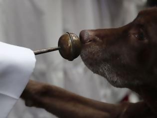 Φωτογραφία για Παράνομοι εκτροφείς έκοβαν τις φωνητικές χορδές από σκύλους