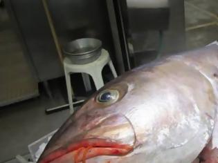 Φωτογραφία για Αλιεύθηκε ψάρι «τέρας» 53,8 κιλών (βίντεο)