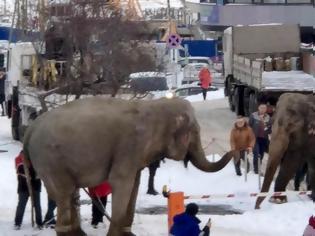 Φωτογραφία για Ελέφαντες «το έσκασαν» από τσίρκο... για να παίξουν στο χιόνι!