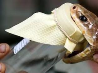 Φωτογραφία για Επιστήμονες δημιούργησαν δηλητήριο φιδιών χωρίς φίδια