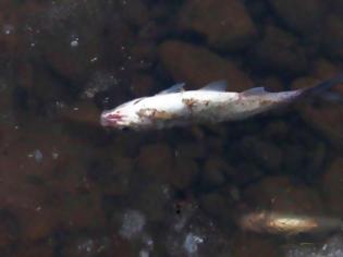 Φωτογραφία για Νεκρά ψάρια ξεβράστηκαν στις όχθες ποταμών