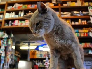 Φωτογραφία για Η ιστορία του γάτου που έγινε δήμαρχος στην Αλάσκα
