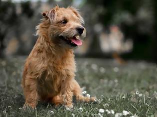 Φωτογραφία για «Δάγκωμα» 5.000 ευρώ για θανάτωση σκύλου