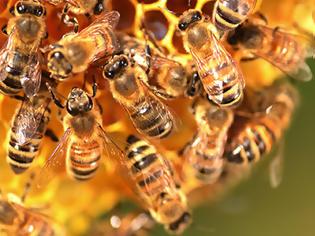 Φωτογραφία για Η κλιματική αλλαγή μειώνει την παραγωγικότητα των μελισσών