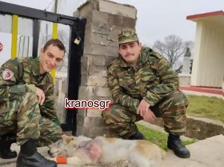 Φωτογραφία για Στρατιώτες σώζουν σκύλο από χτύπημα αυτοκινήτου και βέβαιο θάνατο