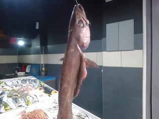 Φωτογραφία για Ένα μεγάλο ψάρι με την ονομασία Στεργιόνι, ψαρεύτηκε στον ΑΣΤΑΚΟ και εκτίθεται στην ΠΑΤΡΑ - [ΦΩΤΟ]