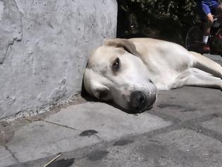 Φωτογραφία για Φόλες στο Αττικό Άλσος - Νεκρά οκτώ σκυλιά
