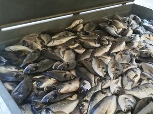 Φωτογραφία για Λαθραλιείς «σήκωσαν» 600 κιλά ψάρια από ιχθυοτροφείο