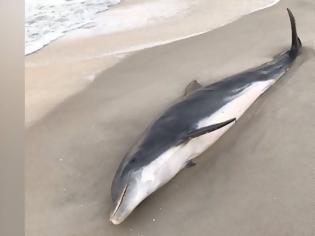 Φωτογραφία για Θηριωδία: Νεκρό δελφίνι με σφαίρα στο κεφάλι