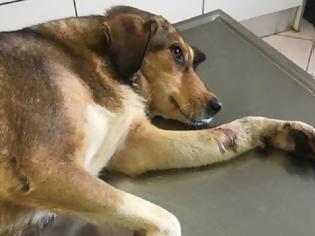 Φωτογραφία για Ποινή φυλάκισης 15 μηνών και πρόστιμο 5.000 ευρώ για κακοποίηση σκύλου