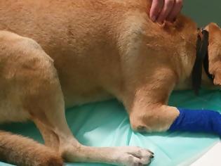 Φωτογραφία για Κτηνωδία: Άνδρας πυροβόλησε εν ψυχρώ μια σκυλίτσα - Συνελήφθη