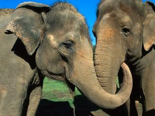 Φωτογραφία για Μέχρι που μπορεί να φτάσει η «μνήμη του ελέφαντα»;