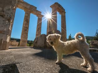 Φωτογραφία για Οι αρχαίοι Έλληνες διάλεγαν με έναν πολύ περίεργο τρόπο το όνομα του σκύλου τους