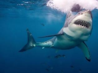 Φωτογραφία για Σέρφερ έπαθε σοκ όταν χρησιμοποίησε το drone και είδε ότι ήταν περικυκλωμένος από καρχαρίες (video)