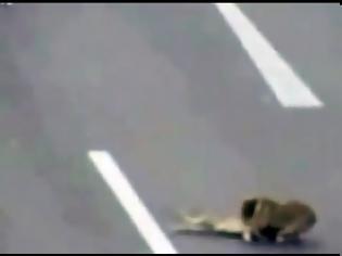 Φωτογραφία για Βίντεο: Ατρόμητος σκύλος σώζει άλλο σκύλο από βέβαιο θάνατο