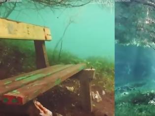 Φωτογραφία για Αυτό το δάσος βρίσκεται κάτω από την επιφάνεια της θάλασσας. (VIDEO)