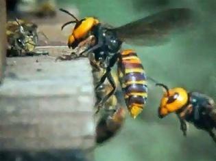 Φωτογραφία για 30 «Σφήκες της Κολάσεως» κατασπαράζουν 30.000 μέλισσες! (video)