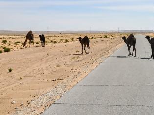 Φωτογραφία για Λιβύη χάνει και τις καμήλες της εξαιτίας των επιθέσεων