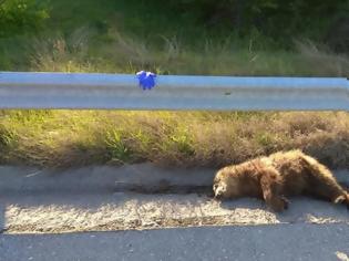 Φωτογραφία για Φλώρινα: Αρκουδάκι εντοπίστηκε νεκρό στον δρόμο