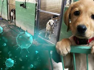 Φωτογραφία για Καλά Νέα: Αρνητικό το τεστ του σκύλου που ήταν θετικό στον κοροναϊό