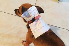 Αποστολή εξετελέσθη: Βρισκόταν σε καραντίνα κι έστειλε τον σκύλο του για ψώνια