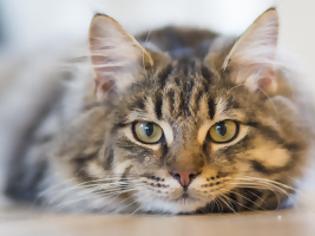 Φωτογραφία για Γάτος βρέθηκε θετικός στον κορωνοϊό – Τι αναφέρουν οι ειδικοί