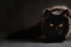 Κρούσμα σε γάτα εντοπίστηκε στο Βέλγιο