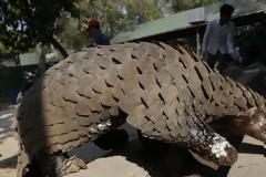 Έρευνα «αθωώνει» τον παγκολίνο για τη μετάδοση του ιού στον άνθρωπο