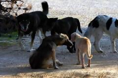 Πέθανε 65χρονος που δέχθηκε επίθεση από αγέλη αδέσποτων σκύλων