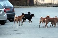 Αγέλη σκύλων επιτέθηκε σε 22χρονο, στο Σέιχ Σου