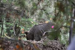 Γρεβενά - Καστοριά: Επιδρομές αρκούδων σε κοτέτσια χωριών