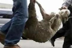 Ζωοκλέφτες πήραν από κτηνοτροφική μονάδα 20 πρόβατα στον Κουβαρά