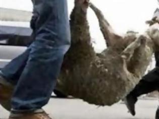 Φωτογραφία για Ζωοκλέφτες πήραν από κτηνοτροφική μονάδα 20 πρόβατα στον Κουβαρά