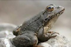 Κορωνοϊός: Ευνοεί τη διέλευση των βατράχων στους έρημους δρόμους - Πιθανή αύξηση του πληθυσμού τους