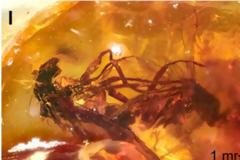 Πορνό: Απολιθωμένα έντομα έδωσαν τα πρώτα δείγματα