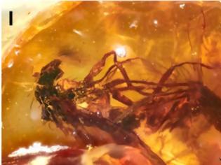 Φωτογραφία για Πορνό: Απολιθωμένα έντομα έδωσαν τα πρώτα δείγματα