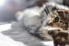 Οι γάτες κολλάνε τον κοροναϊό και τον μεταδίδουν σε άλλες γάτες